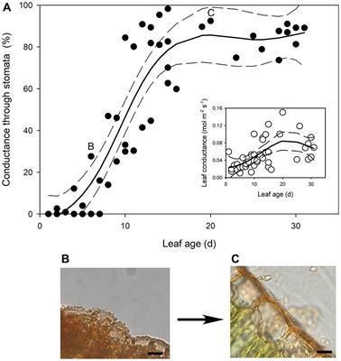 A Permeable Cuticle, Not Open Stomata, Is the Primary Source of Water Loss From Expanding Leaves